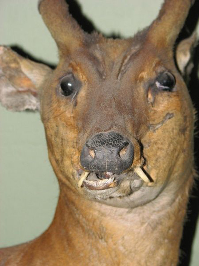 Derpy taxidermy fail.