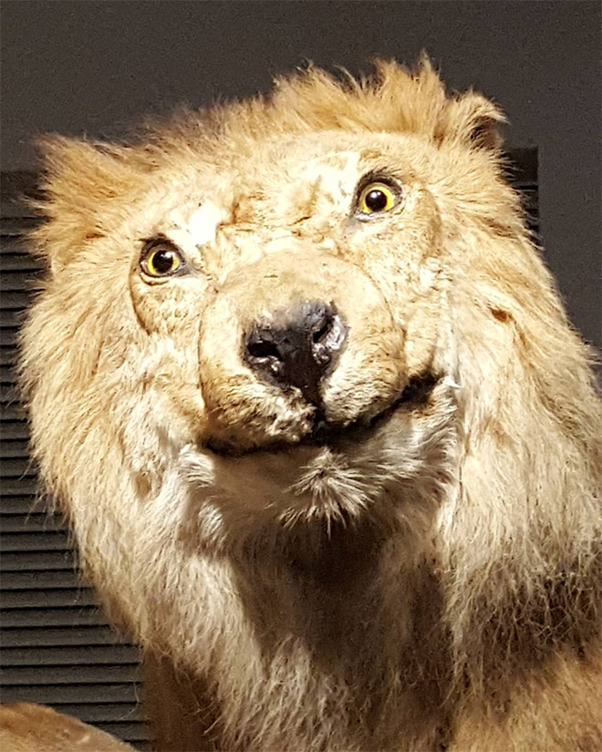 Derpy taxidermy fail.