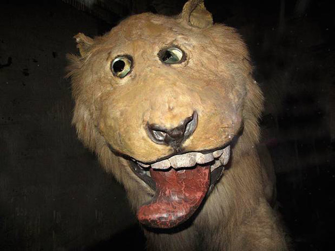 Derpy taxidermy fail.