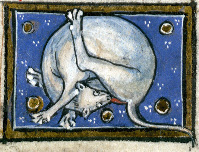 Medieval painting of cat licking his own butt.