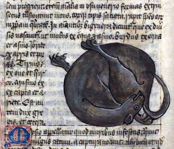 Medieval painting of cat licking his own butt.