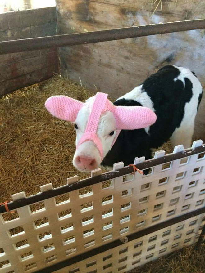 Earmuffs for calves: also called "Moo Muffs".