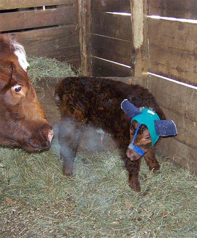 Earmuffs for calves: also called "Moo Muffs".