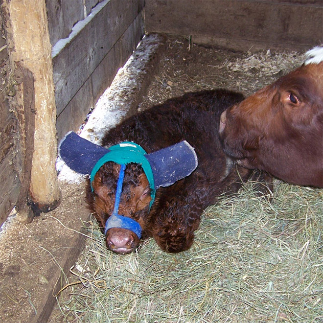 Earmuffs for calves: also called "Moo Muffs".