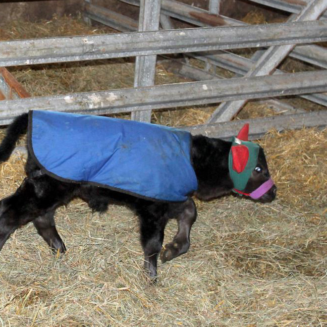 Earmuffs for calves: also called "Moo Muffs".