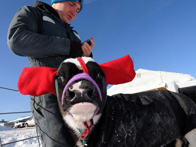 Earmuffs for calves: also called "Moo Muffs".