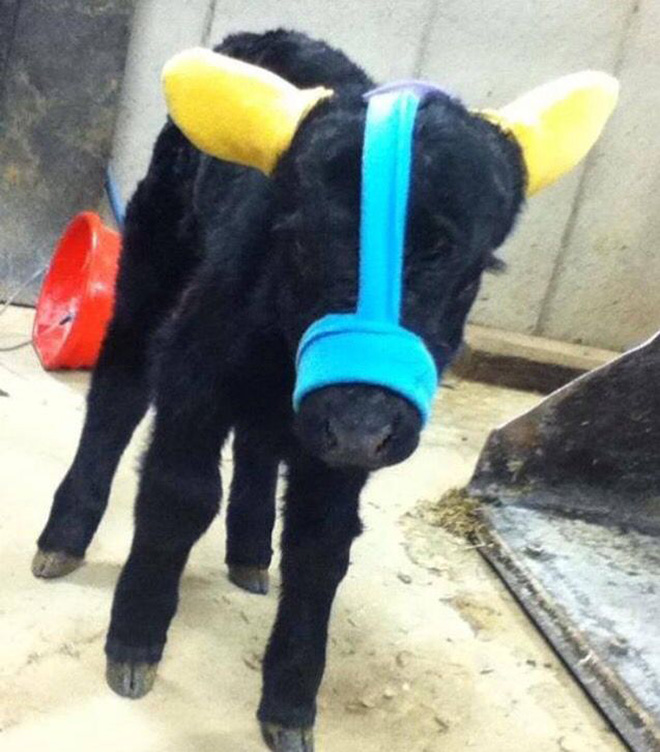 Earmuffs for calves: also called "Moo Muffs".