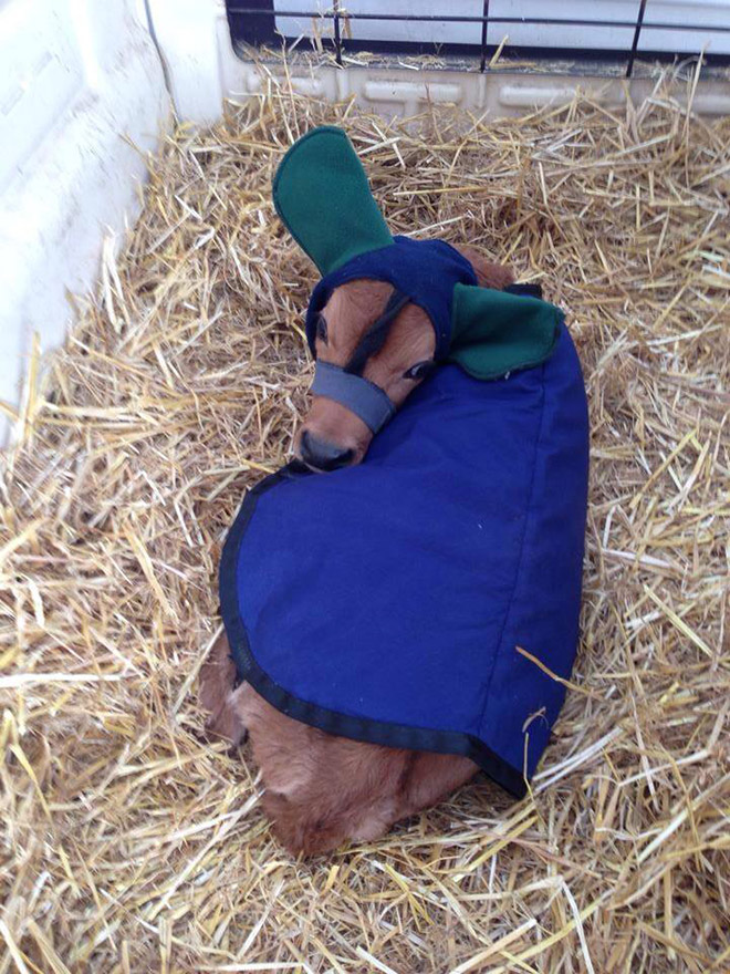 Earmuffs for calves: also called "Moo Muffs".