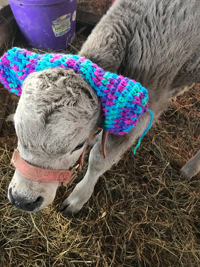 Earmuffs for calves: also called "Moo Muffs".