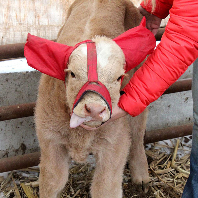Earmuffs for calves: also called "Moo Muffs".