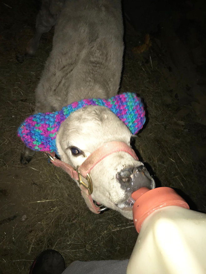 Earmuffs for calves: also called "Moo Muffs".