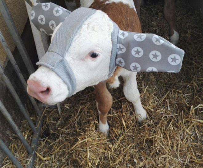 Earmuffs for calves: also called "Moo Muffs".