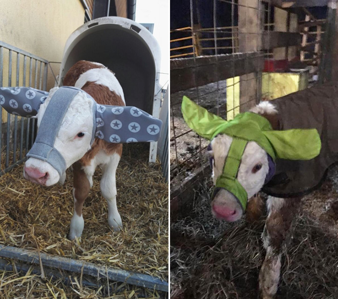 Earmuffs for calves: also called "Moo Muffs".