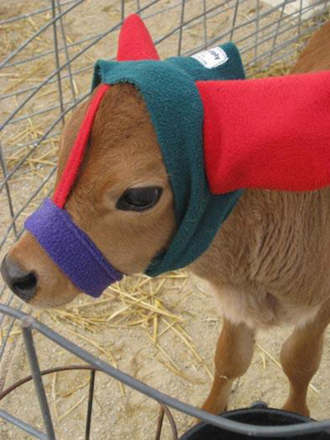 Earmuffs for calves: also called "Moo Muffs".