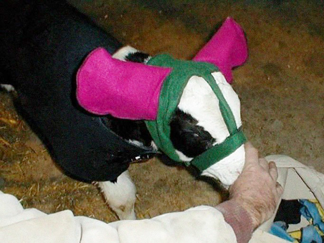 Earmuffs for calves: also called "Moo Muffs".