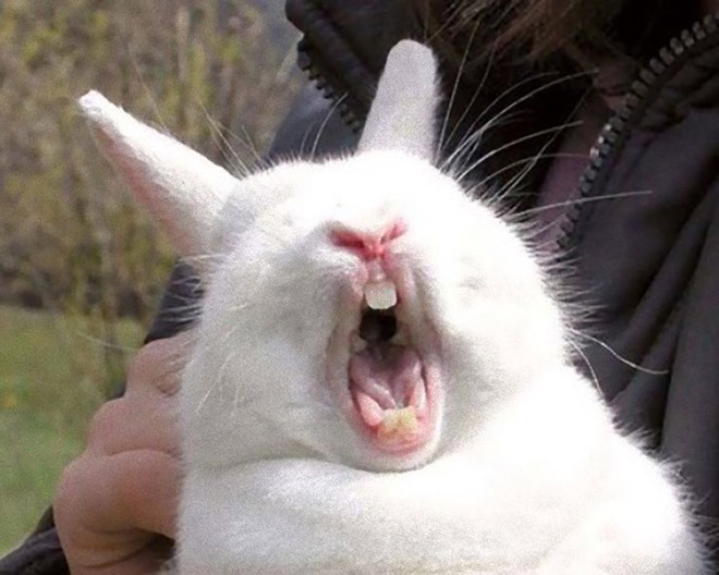 Yawning rabbits are horrifying.