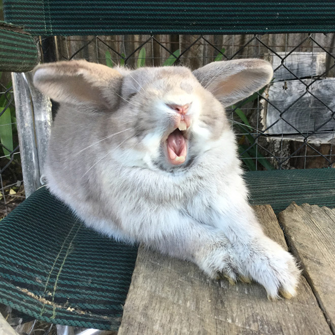 Yawning rabbits are horrifying.