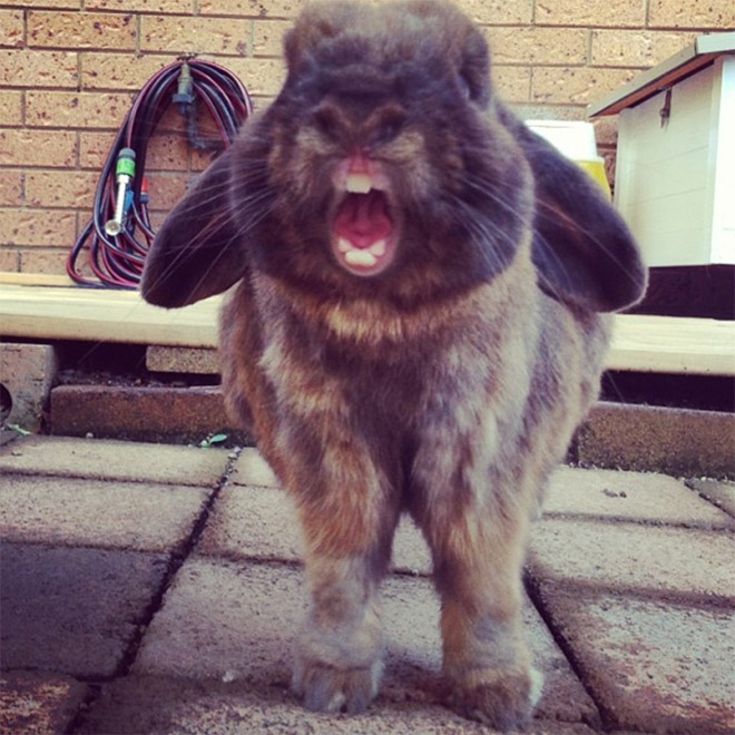 Yawning rabbits are horrifying.