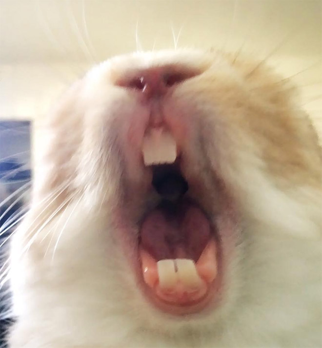 Yawning rabbits are horrifying.