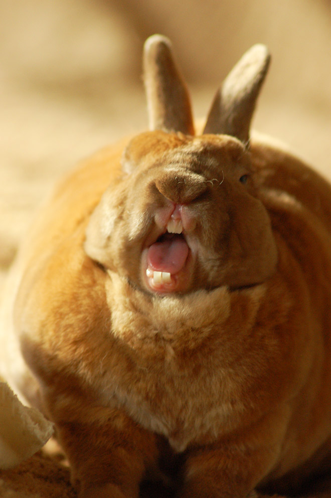 Yawning rabbits are horrifying.