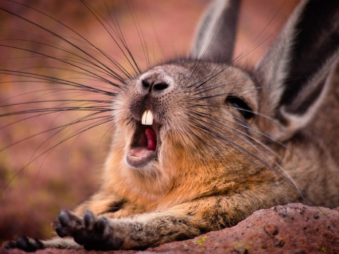 Yawning rabbits are horrifying.