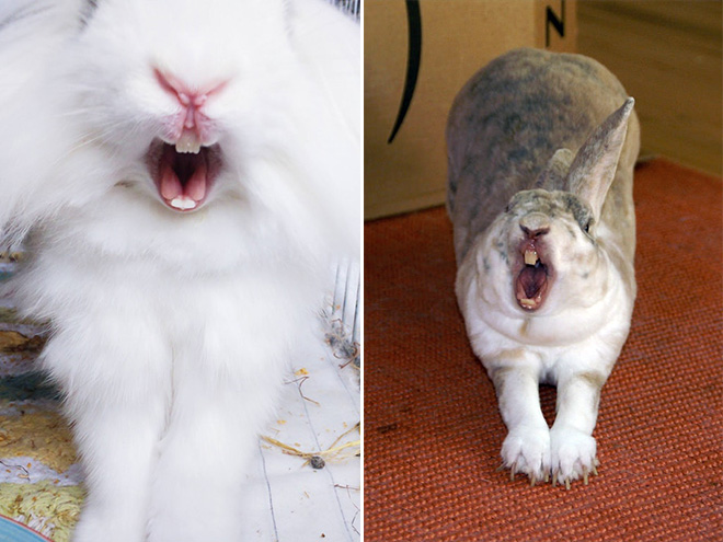 Yawning rabbits are horrifying.