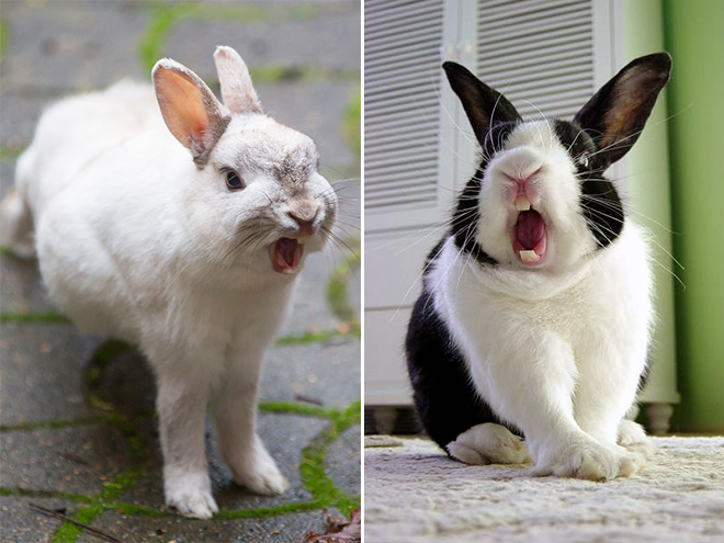 Yawning rabbits are horrifying.