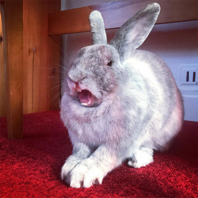 Yawning rabbits are horrifying.