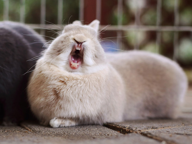 Yawning rabbits are horrifying.