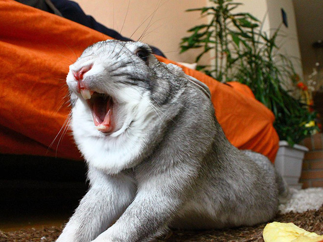 Yawning rabbits are horrifying.