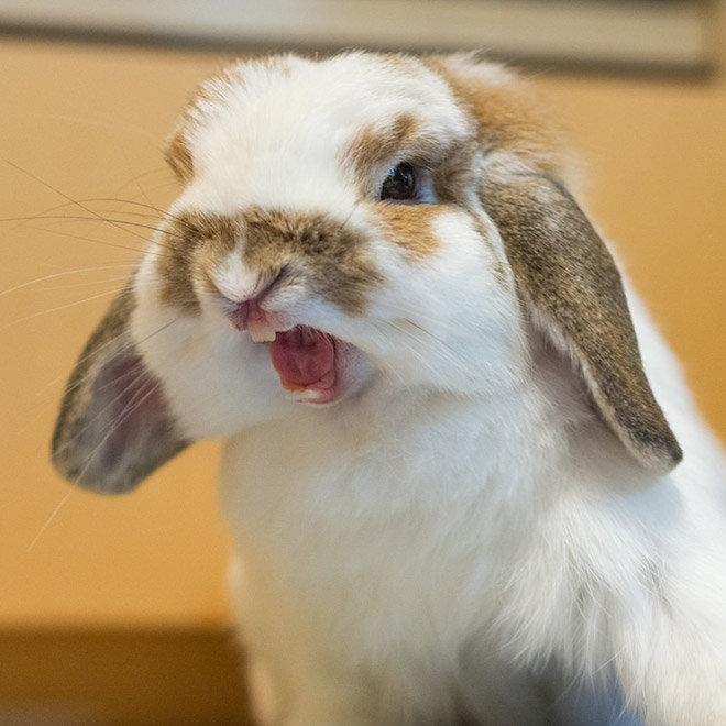 Yawning rabbits are horrifying.