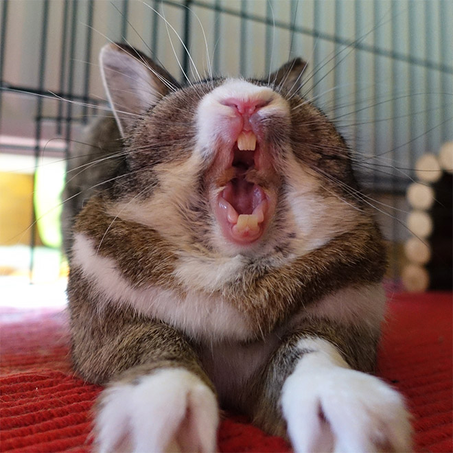 Yawning rabbits are horrifying.