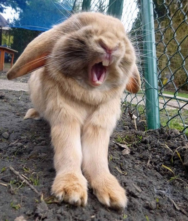 Yawning rabbits are horrifying.