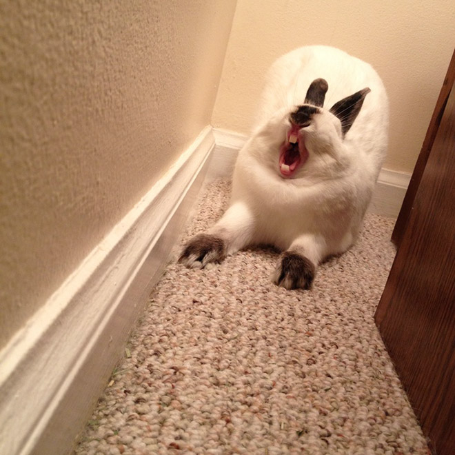 Yawning rabbits are horrifying.