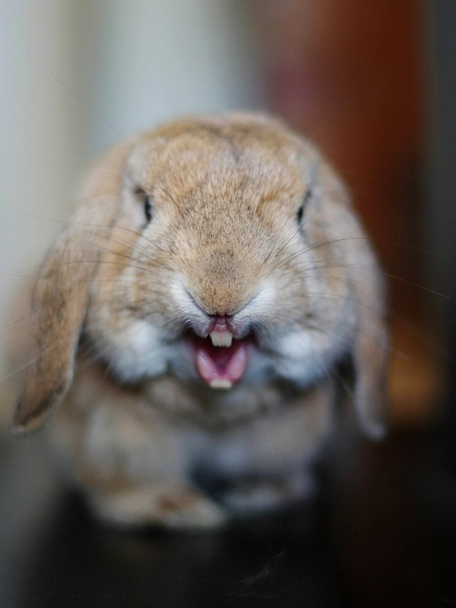 Yawning rabbits are horrifying.