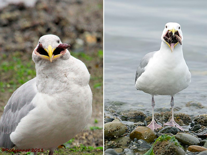 Seagull eating starfish looks really scary!