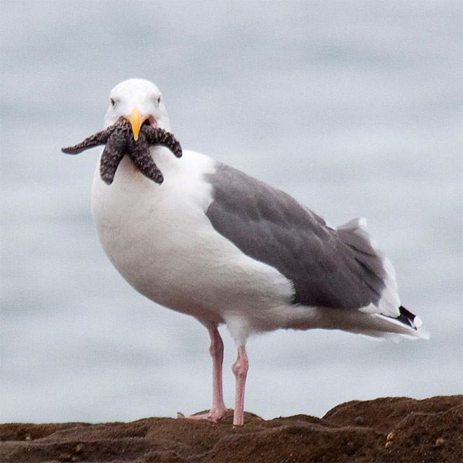 Seagull eating starfish looks really scary!