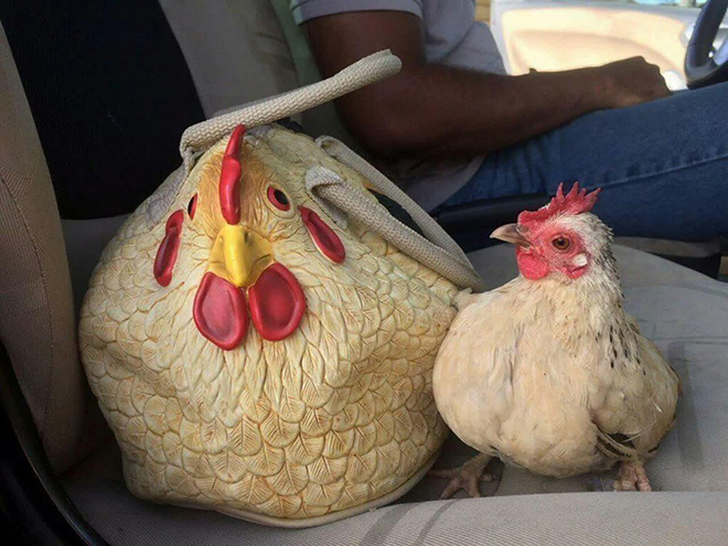 Rubber chicken purse.