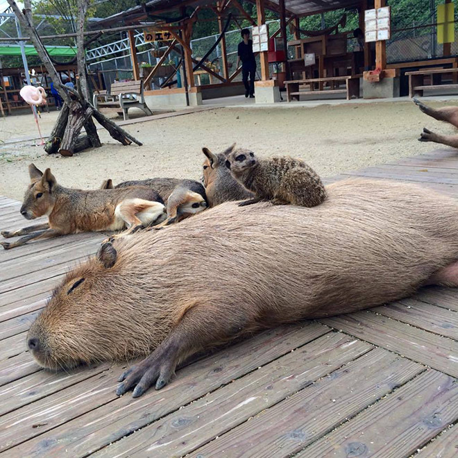 Capybaras are friends with everyone.