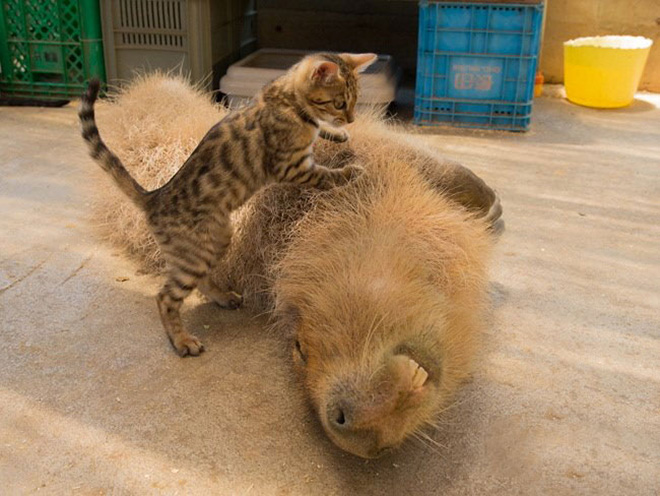 Capybaras are friends with everyone.