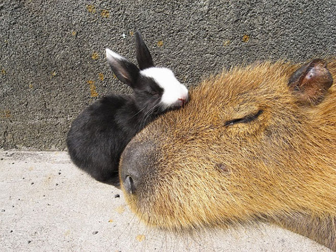 Capybaras are friends with everyone.