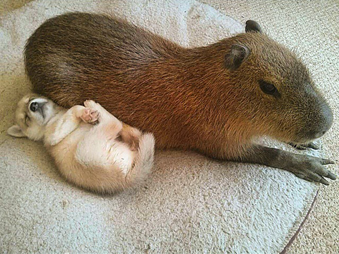 Capybaras are friends with everyone.