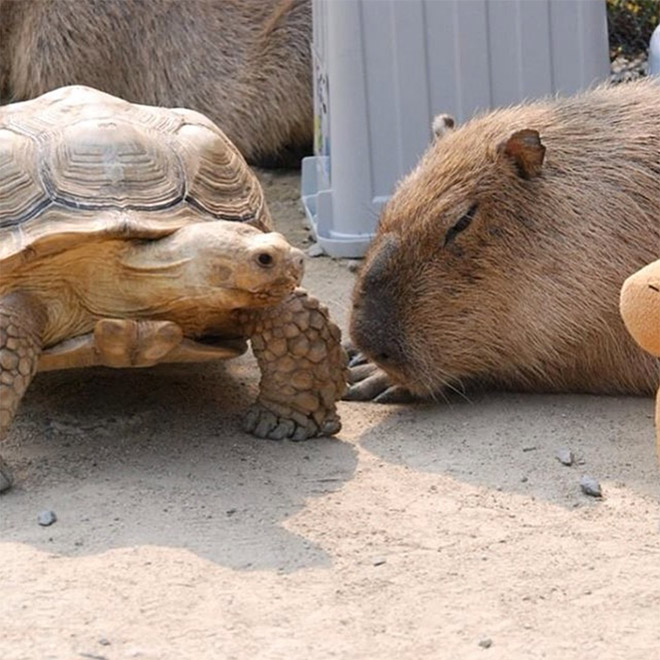 Capybaras are friends with everyone.