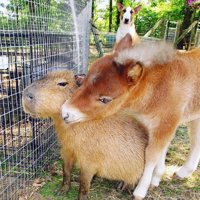 Capybaras are friends with everyone.