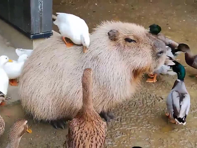 Capybaras are friends with everyone.