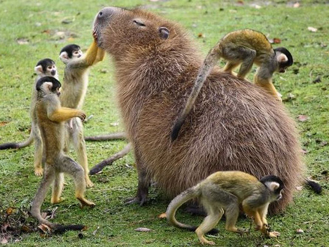Capybaras are friends with everyone.