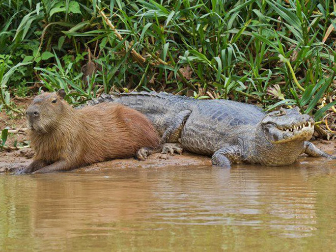 Capybaras are friends with everyone.