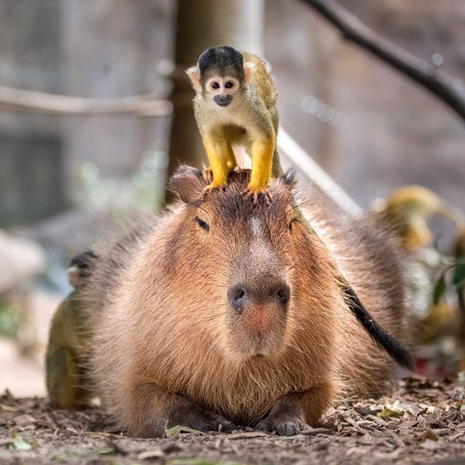 Capybaras are friends with everyone.