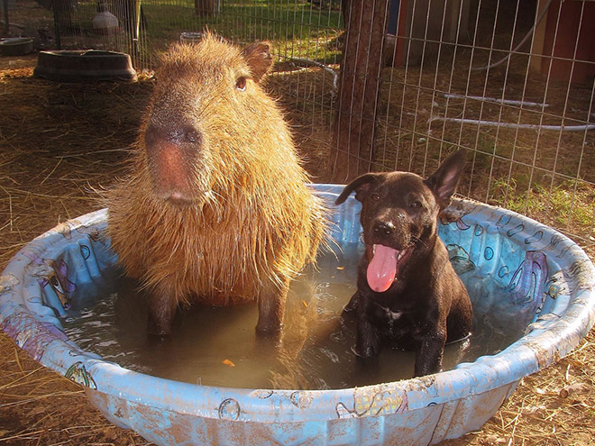 Capybaras are friends with everyone.