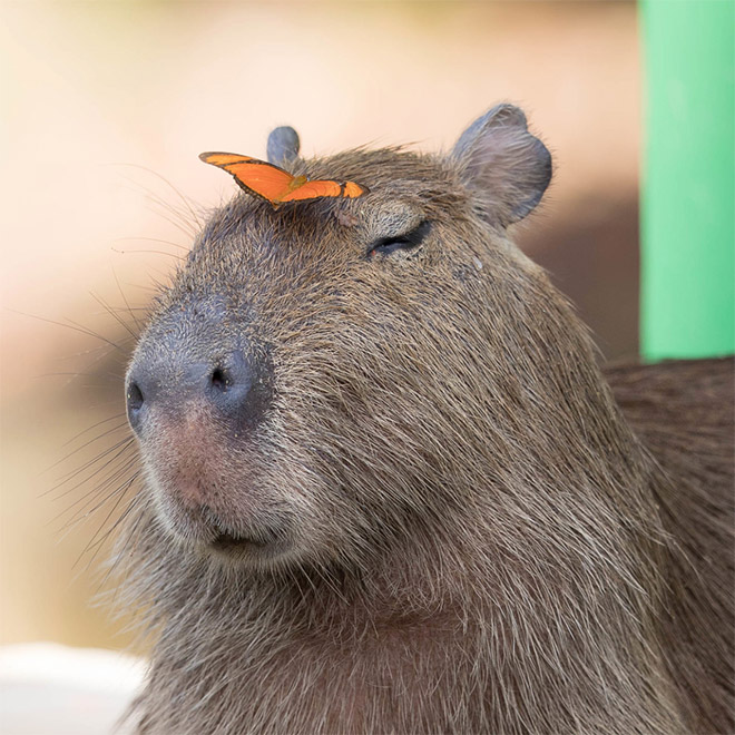 Capybaras are friends with everyone.